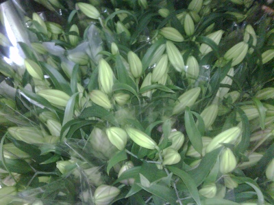 Oriental lilies